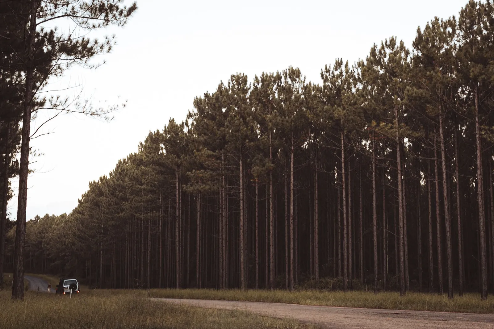 A dirt road curves through a dense pine forest under a pale sky, with tall trees lining both sides