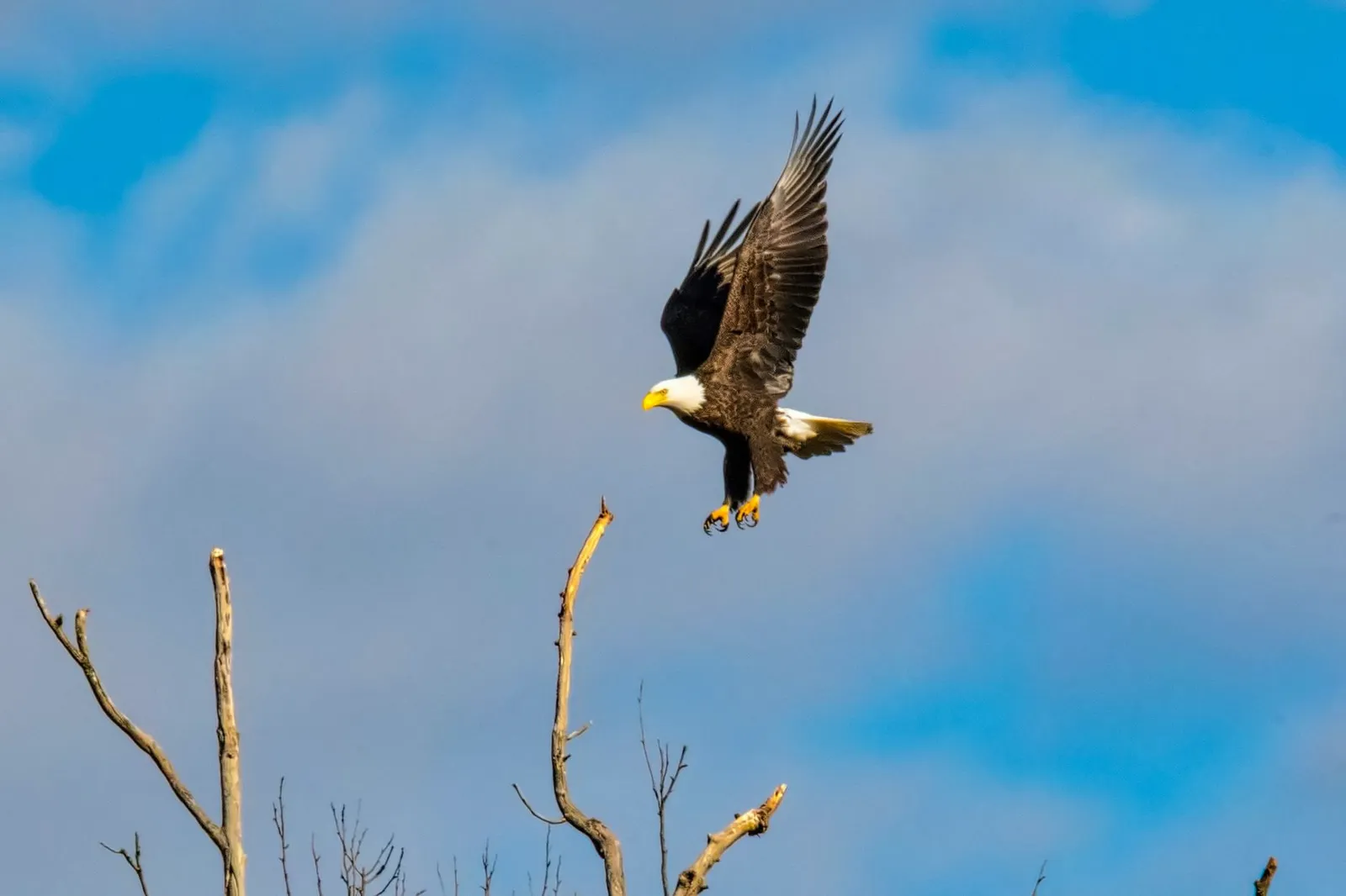A bald eagle with spread wings flying past bare branches under a blue sky