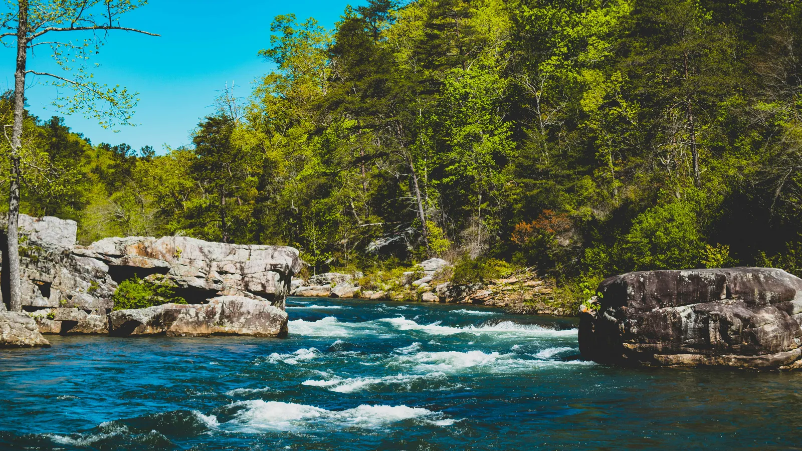 A calm body of water bordered by trees and dense forest, with a clear shoreline and no people in view