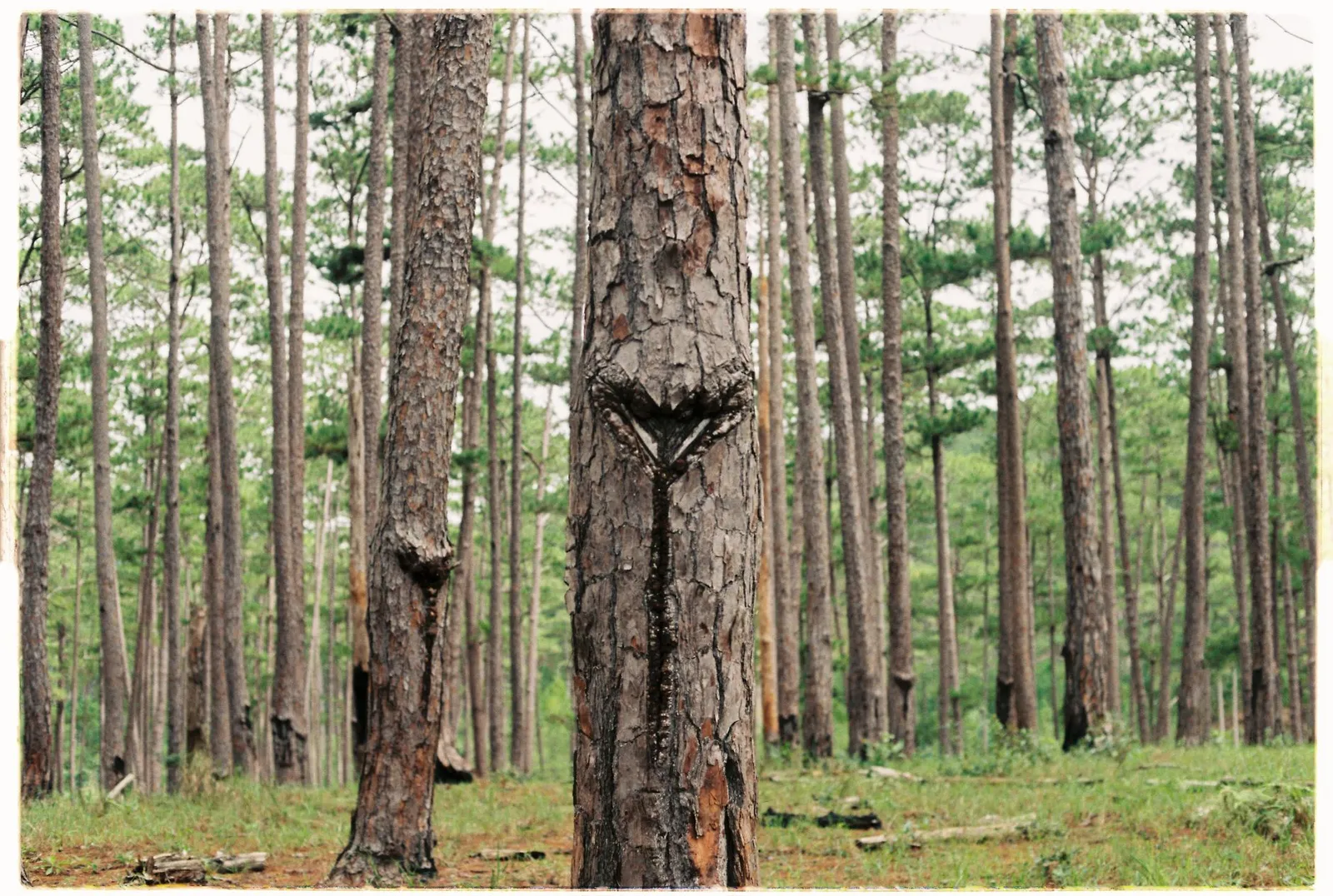 Open pine stand with tall straight trunks and scattered undergrowth in a sunlit forest