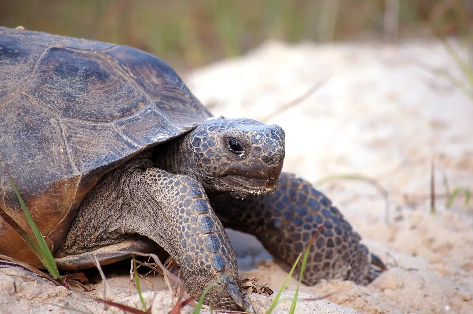 Gopher tortoise on sandy ground in Florida, close-up with shell, front legs, and head visible