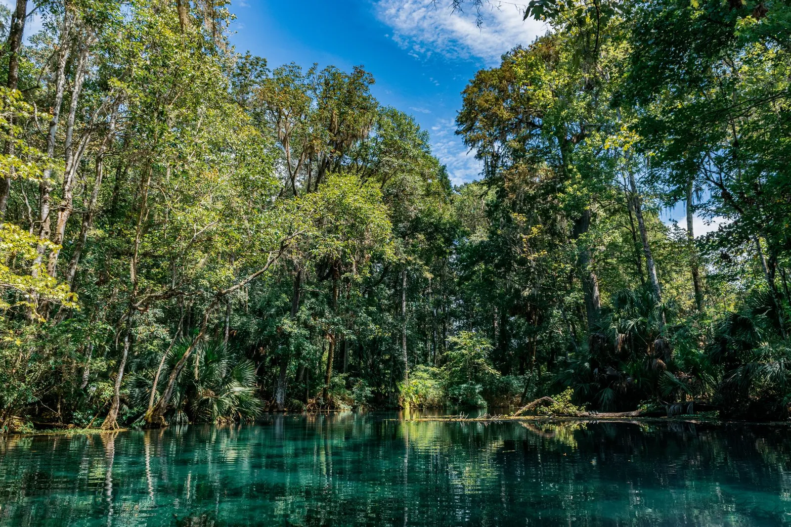 Calm spring-fed water under dense forest canopy in Silver Springs, Florida
