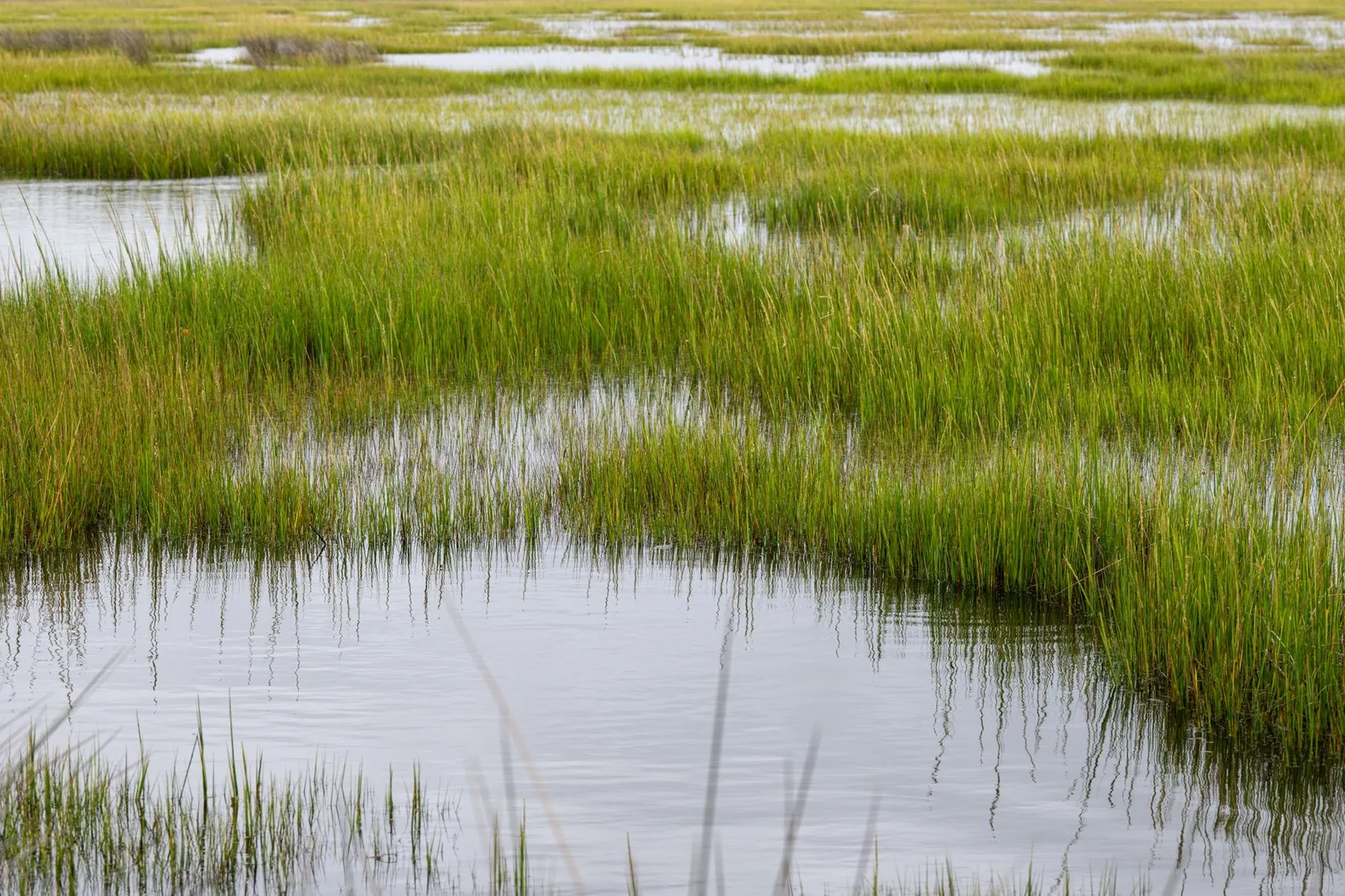 Green cordgrass and shallow tidal channels in a coastal salt marsh