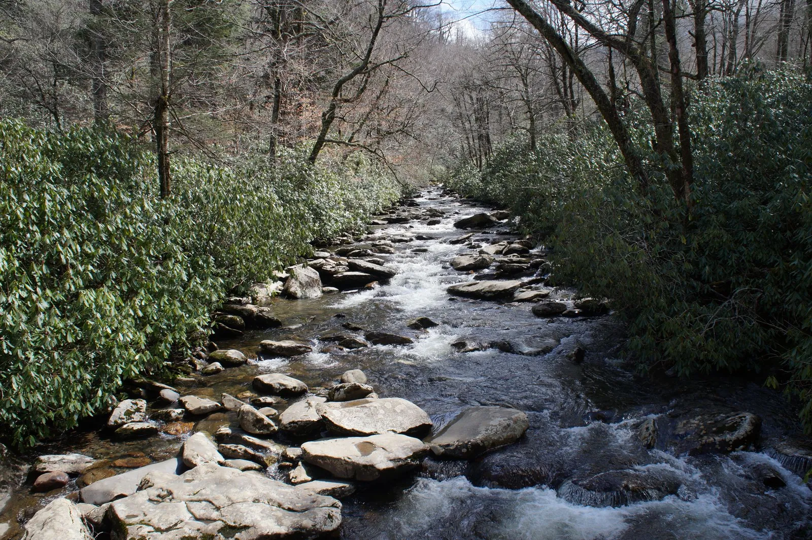 A forest stream winding through rocky banks and dense greenery, with clear water and overhanging trees