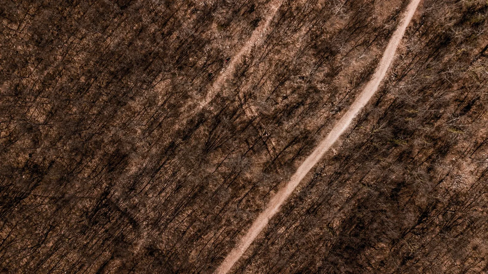Aerial view of a narrow trail crossing a leafless forest in early spring