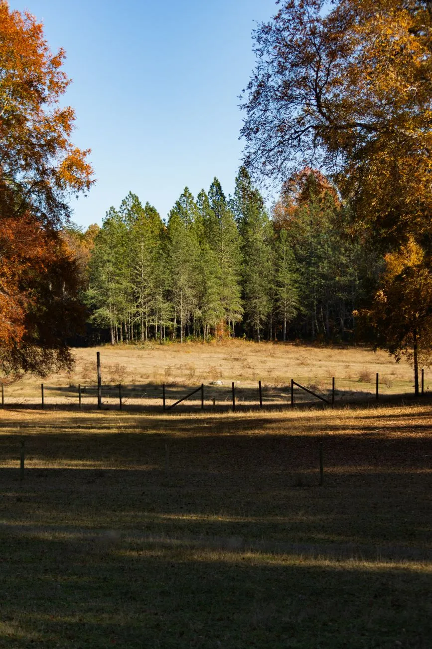 Autumn forest opening onto a meadow, with mixed pine trees in the background and orange foliage framing the scene
