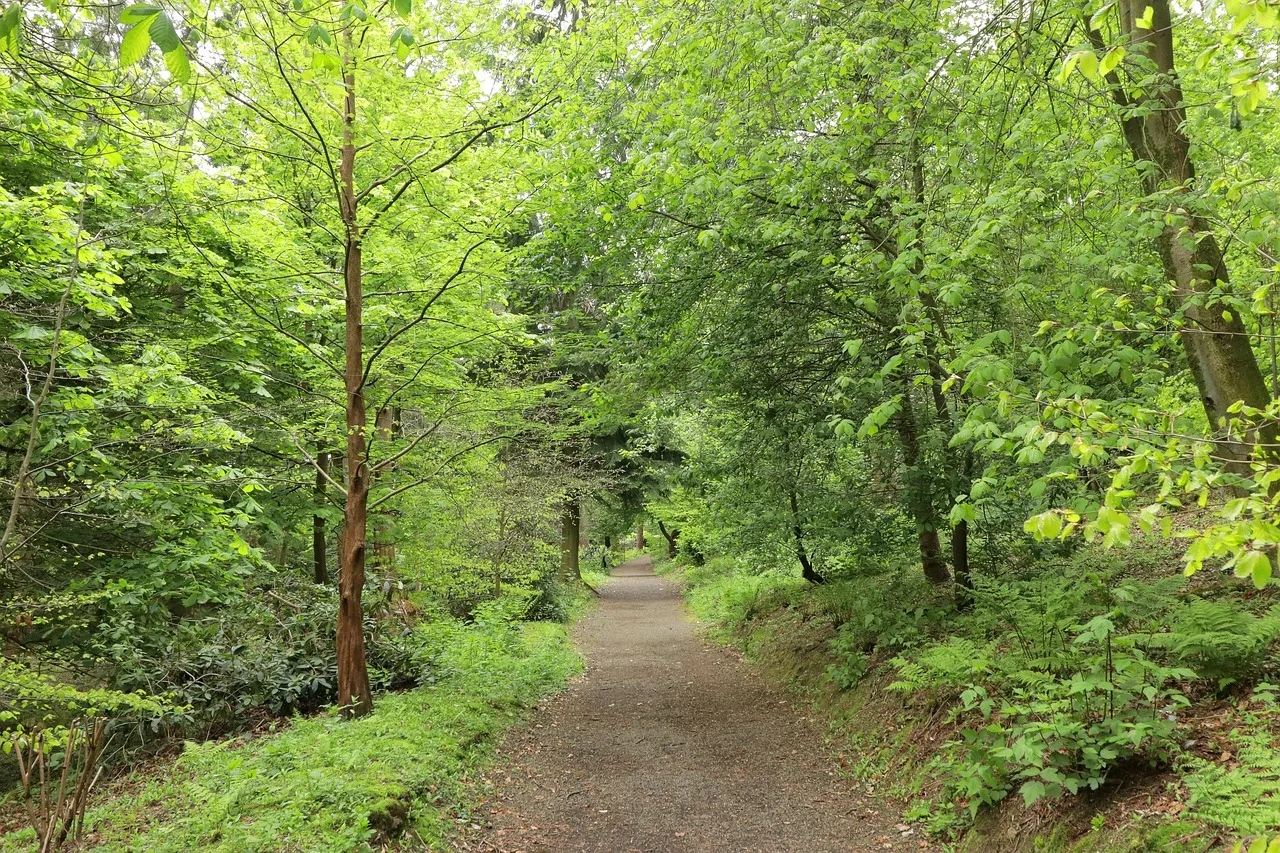 A gravel forest trail winding through dense green trees under a bright canopy